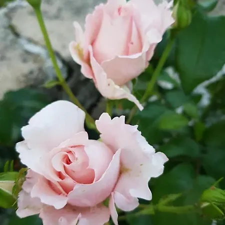 Domaine Et Manoir Du Picaud * 莫内斯捷