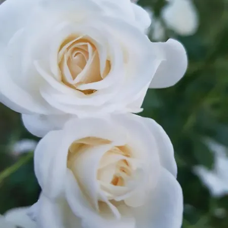 Tatil Evi Domaine Et Manoir Du Picaud